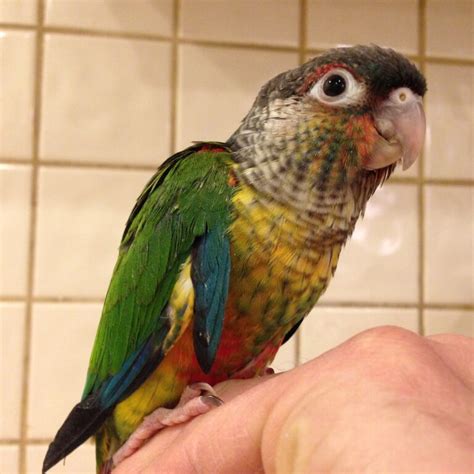 In good health. . Green cheek conure for sale